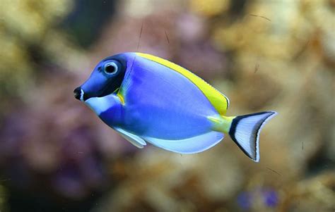 blue tang fish|Powder Blue Tang Advice .